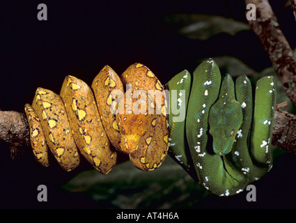 Green Tree Python Snake Chondropython virdis Australia New Guinea Stock Photo