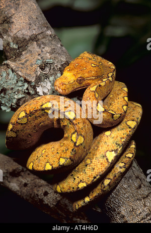 Green Tree Python Snake Chondropython virdis Australia New Guinea Stock Photo