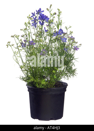 larkspur, Chinese delphinium (Delphinium grandiflorum), cv. Delfix Blue Stock Photo