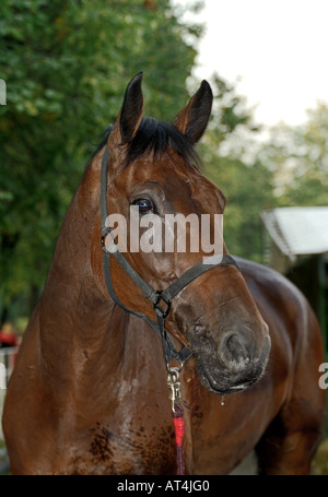 Bay horse Stock Photo