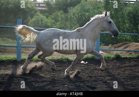 Orlov trotter running Stock Photo