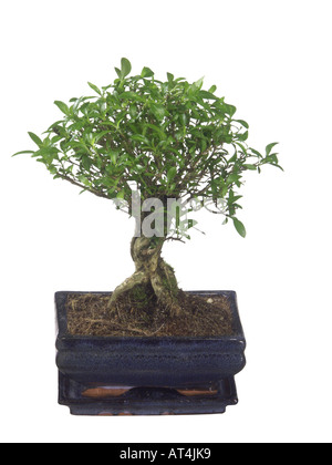 serissa, yellow rim (Serissa foetida, Serissa japonica), bonsai Stock Photo