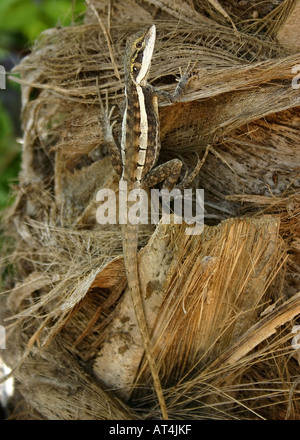 Gilbert's Dragon, Tata-Lizard (Lophognathus gilberti), Tata-Lizard on a Palmtrunk, Australia, Western Australia, Kimberley, Bro Stock Photo