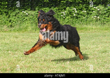 Bernese Mountain Dog (Canis lupus f. familiaris), running Bernesse Mountain Dog Stock Photo