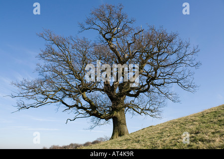 Oak tree in winter against blue sky Cotswolds UK Stock Photo