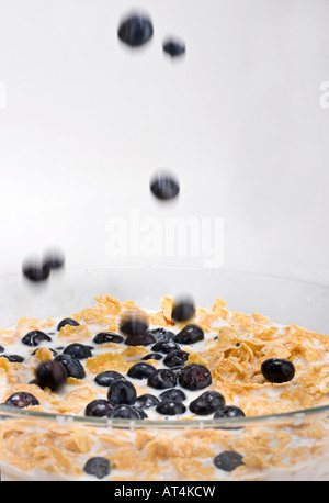 Cereal corn flakes with Blueberry  in glass bowl with a milk simple breakfast for kids from above overhead blur background vertical format in USA US Stock Photo