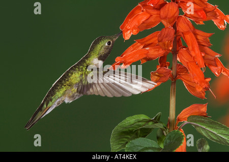 Broad-tailed Hummingbird Selasphorus platycercus male in flight feeding on Red Sage Rocky Mountain National Park Colorado Stock Photo