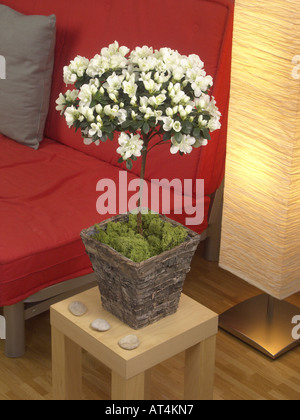 Azalea, Formosa Azalea, Sim's Azalea, (Rhododendron simsii), potted plant in a living room Stock Photo