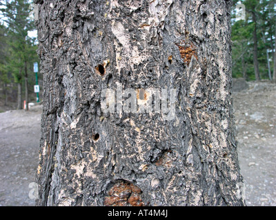 Mountain Pine beetle damage Stock Photo