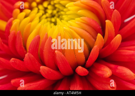 Orange Chrysanthemum closeup of a beautiful flower pictures images photos overhead from above large high resolution horizontal in USA US hi-res Stock Photo