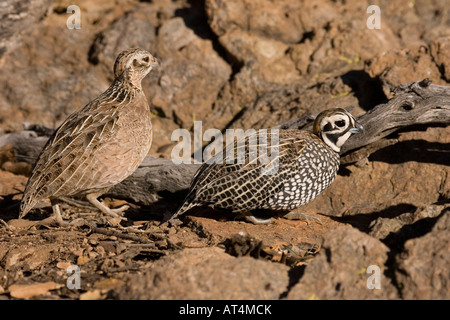 Montezuma Quail male Cyrtonyx montezumae Stock Photo Alamy