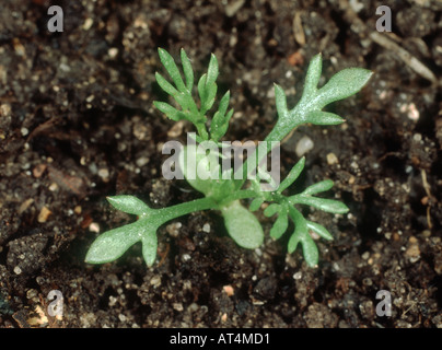 Scentless mayweed Tripleurospermum inodorum seedling with four immature true leaves Stock Photo
