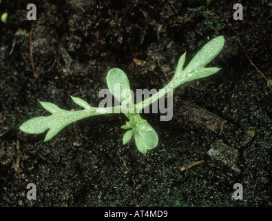 Scentless mayweed Tripleurospermum inodorum seedling with two true leaves Stock Photo