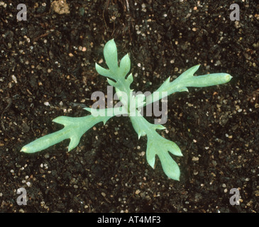 Corn marigold Chrysanthemum segetum seedling with four true leaves Stock Photo