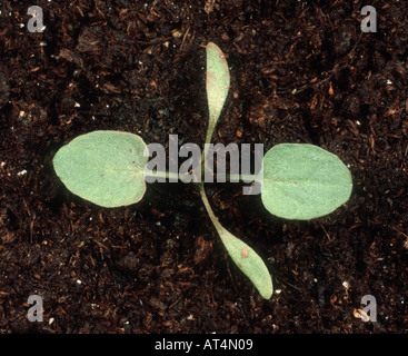 Curled dock Rumex crispus seedling with two true leaves Stock Photo