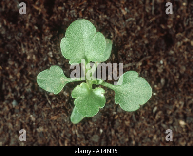 Field pansy Viola arvensis seedling with four true leaves Stock Photo