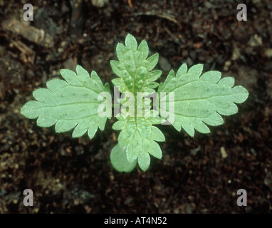 Annual nettle Urtica urens seedling with four true leaves Stock Photo