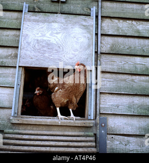 Warren hen at door to large free range chicken unit Stock Photo