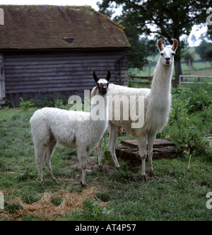 Female Llama and calf on pasture Stock Photo