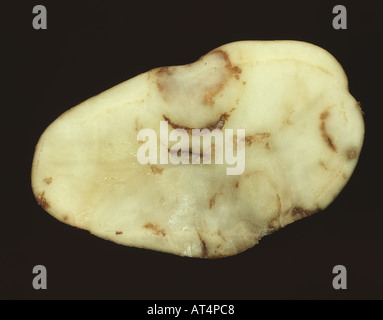 Spraing symptom of potato mop top virus PMTV in potato tuber section ...