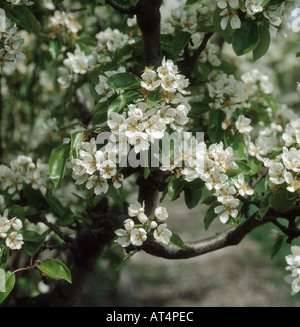 Blossom on a pear tree Pyrus communis Doyenne du Comice Stock Photo