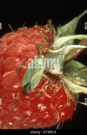 Common green capsid Lygocoris pabulinus raspberry fruit Stock Photo