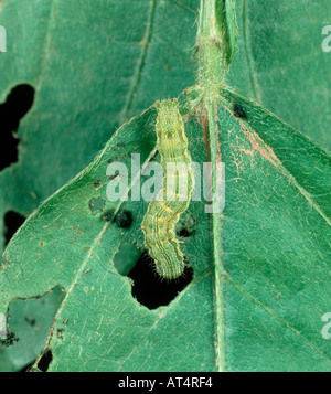 Cotton or old world bollworm Helicoverpa armigera caterpillar feeding on soybean leaf Stock Photo