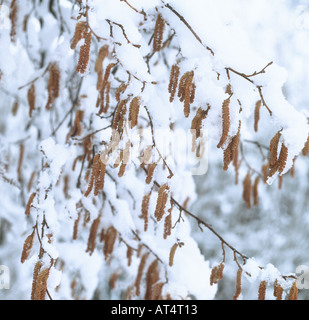 Hazel Corylus avellana catkins on snow covered tree in winter Stock Photo