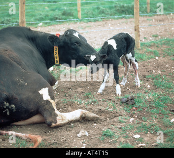 A Holstein Friesian cow with her new born calf Stock Photo