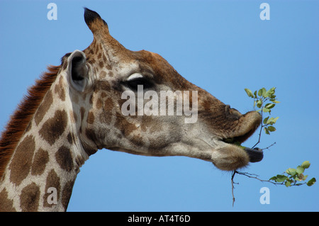 Female Giraffe Giraffa camelopardalis close up eating branch Etosha Namibia Stock Photo