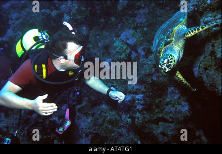 Egypt Red Sea Green Turtle swimming with diver Stock Photo