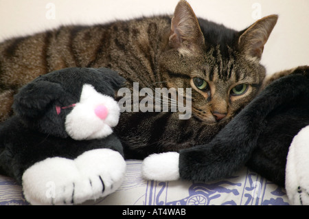 An adult male Mackerel Tabby cat lying down amongst his soft toys and looking at the camera Stock Photo