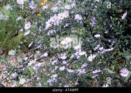 Aster laevis Calliope is mildew free and provides end of season colour throughout October in Holbrook Garden Devon Stock Photo