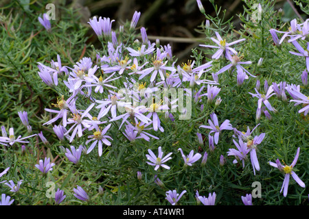 Aster sedifolius nanus come sinto bloom in late September for several weeks Stock Photo