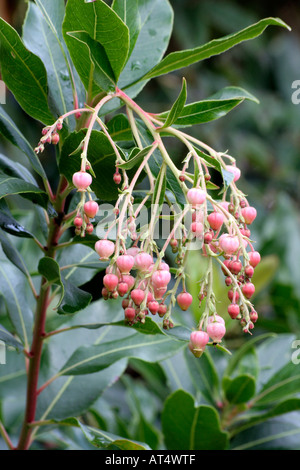 Arbutus Marina has evergreen glossy leaves and pink tinted bell shaped flowers in autumn Stock Photo