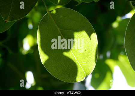 Leaf of Stauntonia hexaphylla back lit and with shadows of other leaves Stock Photo