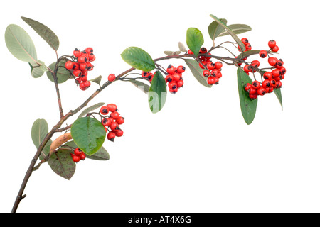 cotoneaster branch with berries isolated on white Stock Photo