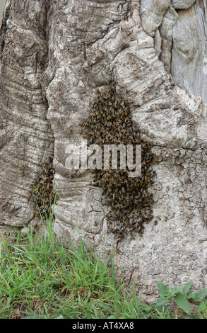 African Honey Bees Apis mellifera adonsonii swarming on tree trunk Masaii Mara Kenya Stock Photo