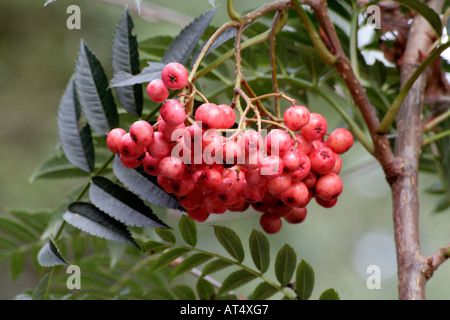 Sorbus Eastern Promise bears trusses of pink berries in autumn on a compact tree Stock Photo