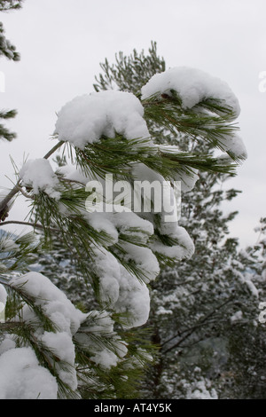 Snow in a pine Horta de Sant Joan, Tarragona, Spain Stock Photo