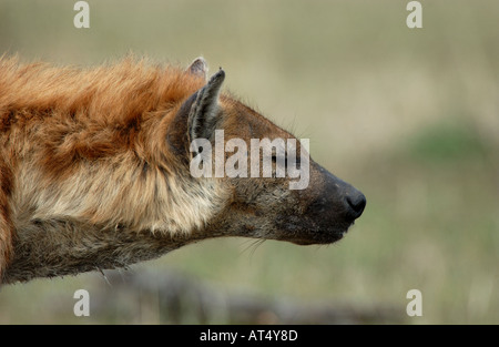 Brown Hyaena Hyaena brunnea close up of head and neck Masaii Mara Kenya Stock Photo
