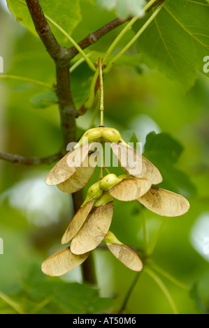Sycamore winged seeds Acer pseudoplatanus Stock Photo