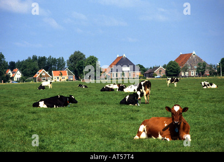 North South Holland  farmer dairy farm cow cows Stock Photo