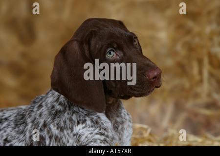 German Shorthaired Pointer puppy 9 weeks Stock Photo