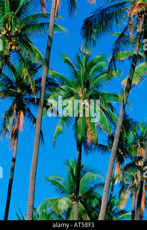 Coconut Grove Stock Photo