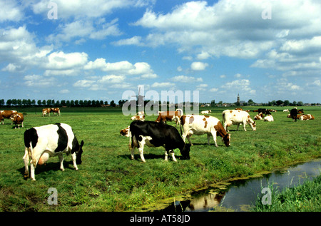 North South Holland cow cows Netherlands Holland Farmer Farm agriculture dutch Stock Photo