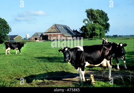 North South Holland cow cows Netherlands Holland Farmer Farm agriculture dutch Stock Photo