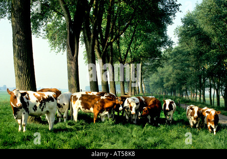 North South Holland cow cows Netherlands Holland Farmer Farm agriculture dutch Stock Photo