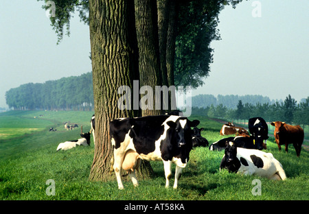 North South Holland cow cows Netherlands Holland Farmer Farm agriculture dutch Stock Photo