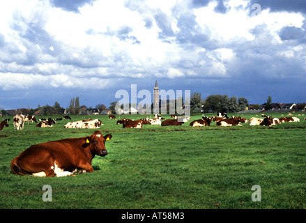 North South Holland cow cows Netherlands Holland Farmer Farm agriculture dutch Stock Photo